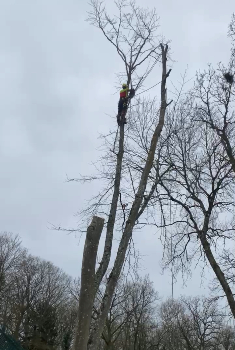 Avant intervention élagage